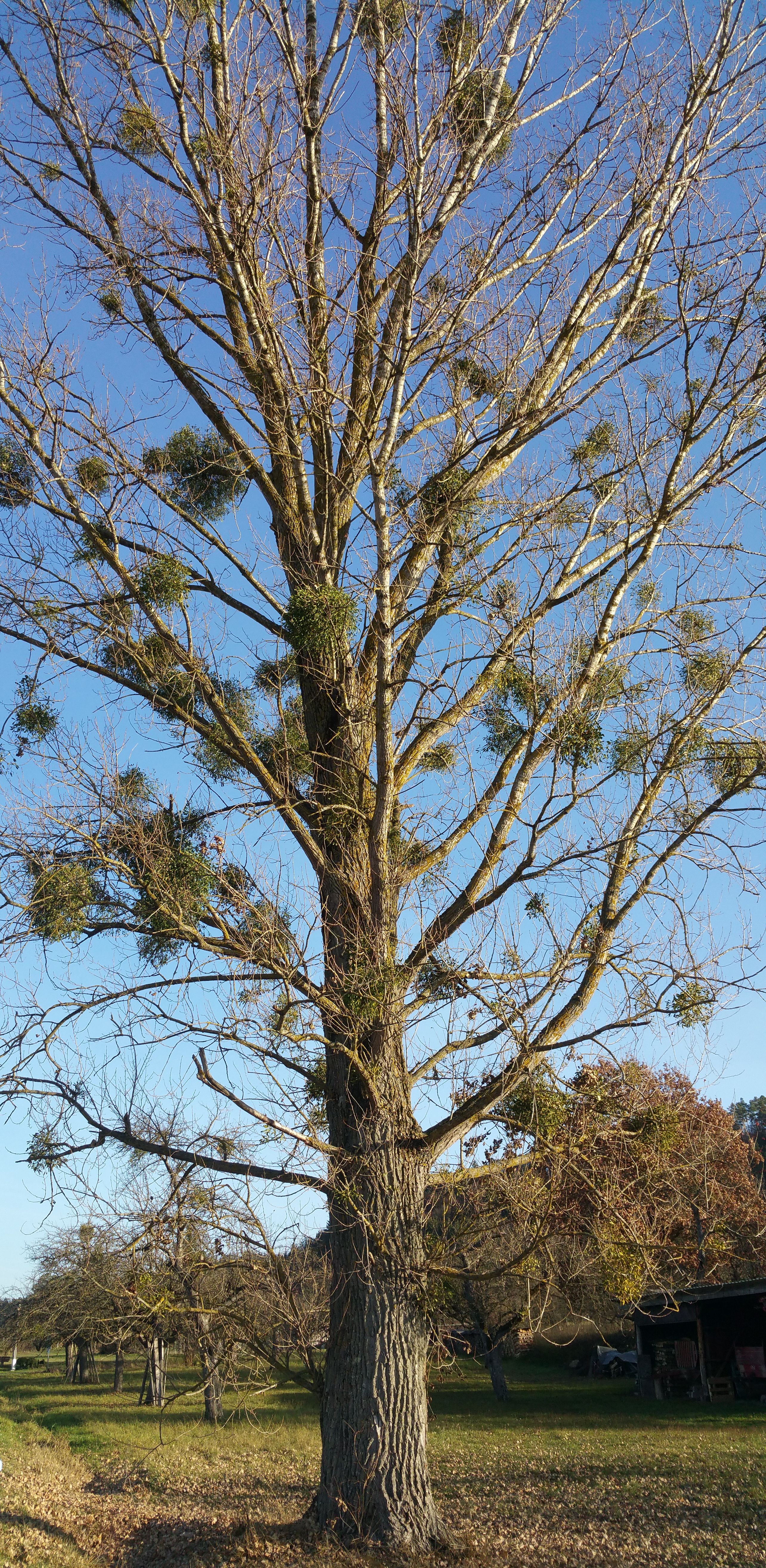 Baum in Herbst 2015